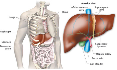 BÀI 4 (phần 1): GAN – vị đại tổng quản của sức khỏe.